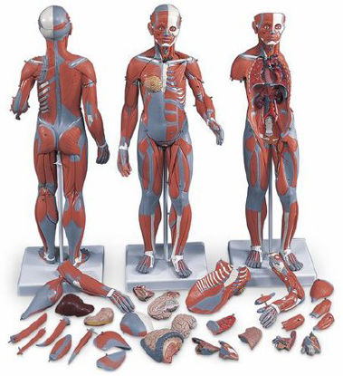 Picture of Muscular FigureSB41425