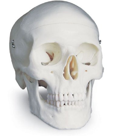 Picture of Classi Skull American 3B Scientific®SB33945
