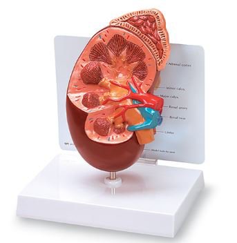 Picture of Kidney Model NascoWA21315