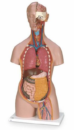 Picture of Torso Model Classic 3B Scientific® Unisex Torso 34 lbs. PlasticSB41506