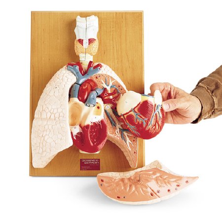Picture of Cardiopulmonary System Model Denoyer Geppert Life-Size 8 lbs. PlasticSB17752