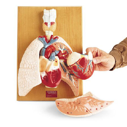 Picture of Cardiopulmonary System Model Denoyer Geppert Life-Size 8 lbs. PlasticSB17752