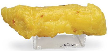 Picture of Fat Muscle Replica Stand Life/Form® VinylLF09918