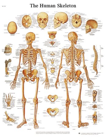 Picture of Anatomical Chart 3B Scientific® Human Skeleton 20 X 26 Inch Laminated12-4620L