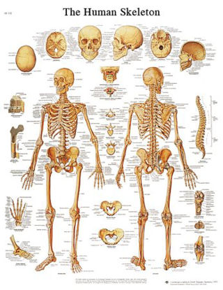 Picture of Anatomical Chart 3B Scientific® Human Skeleton 20 X 26 Inch Laminated12-4620L