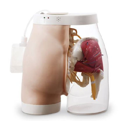 Picture of Intramuscular Injection Model SimlabSB31026
