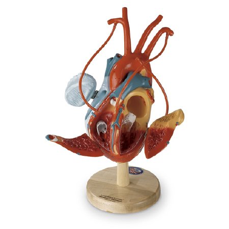 Picture of Heart Bornary Bypasses Model Adult VinylSB29919