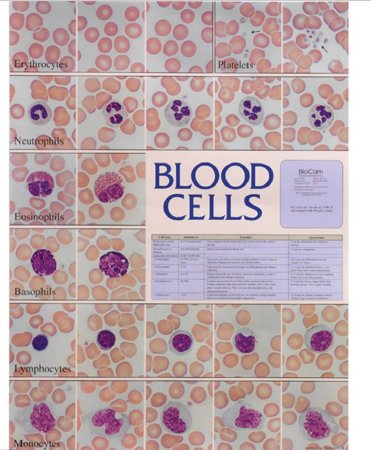 Picture of Anatomical Chart Blood Cell 18-1/2 X 23-1/2 Inch Plastic Laminated5499