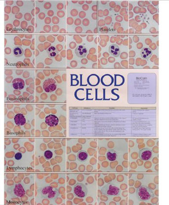 Picture of Anatomical Chart Blood Cell 18-1/2 X 23-1/2 Inch Plastic Laminated5499