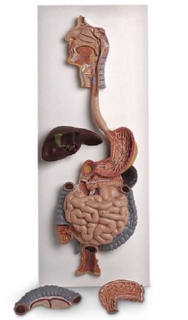 Picture of Digestive System 3-D Model American 3B Scientific®SB41510