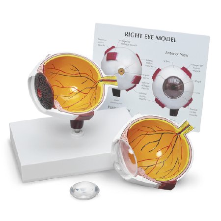 Picture of Eye Model Galloway Plastics 1.5 lbs.SB48129