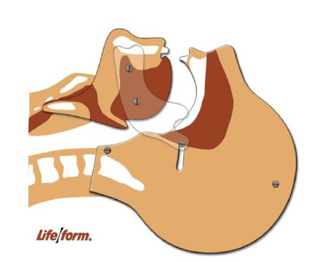 Picture of Airway Simulation Board Life/Form®LF03687