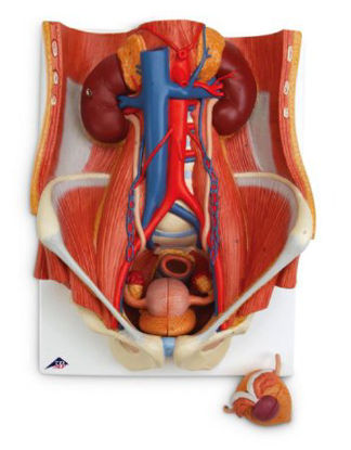 Picture of Dual Sex Urinary System American 3B Scientific®SB41440
