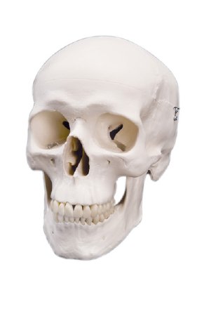 Picture of Skull Model 2 lbs.12-4547
