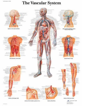 Picture of Anatomical Chart 3B Scientific® Vascular System 200 Gram Paper GlossySB41519