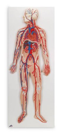 Picture of Circulatory system American 3B Scientific®SB41436
