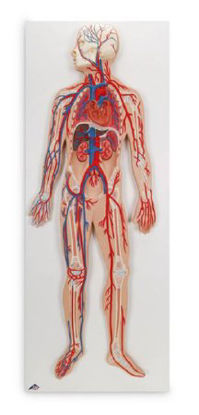 Picture of Circulatory system American 3B Scientific®SB41436